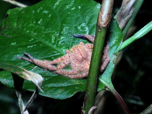 Heteropoda javana