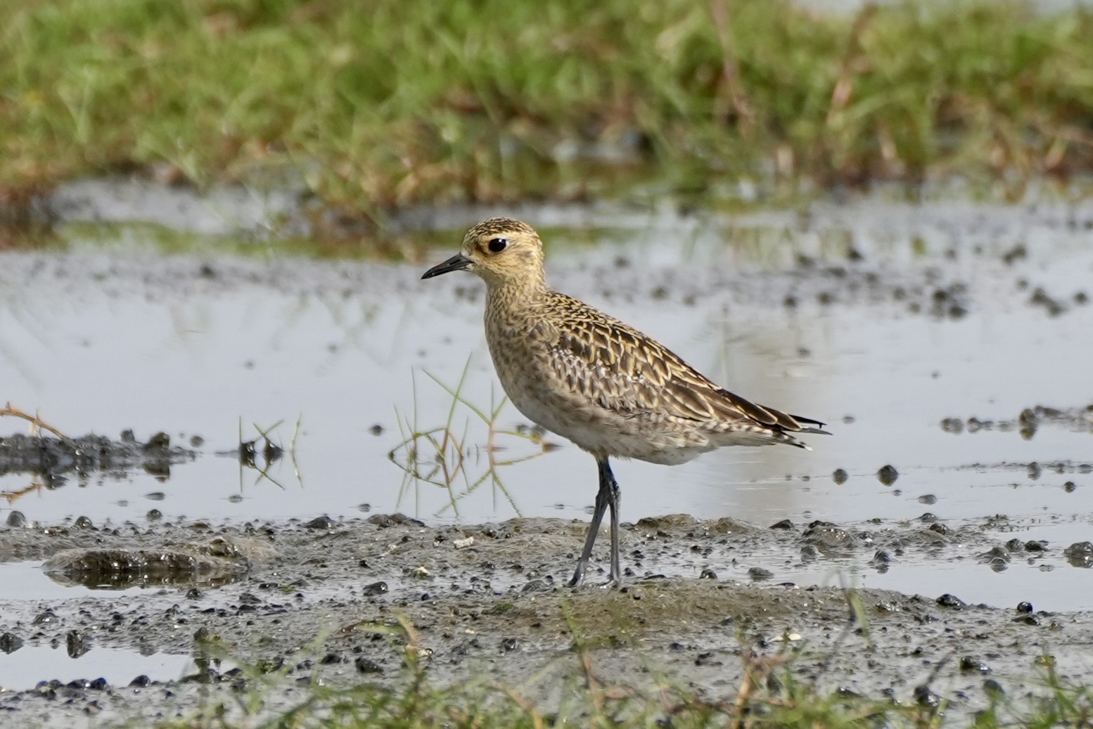 Pacific Golden Plover