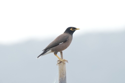 Common Myna (Acridotheres tristis), photo 8