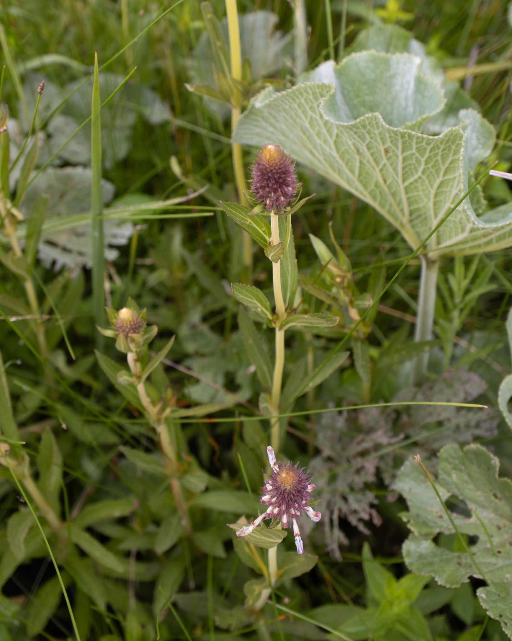 Imagem de coleus