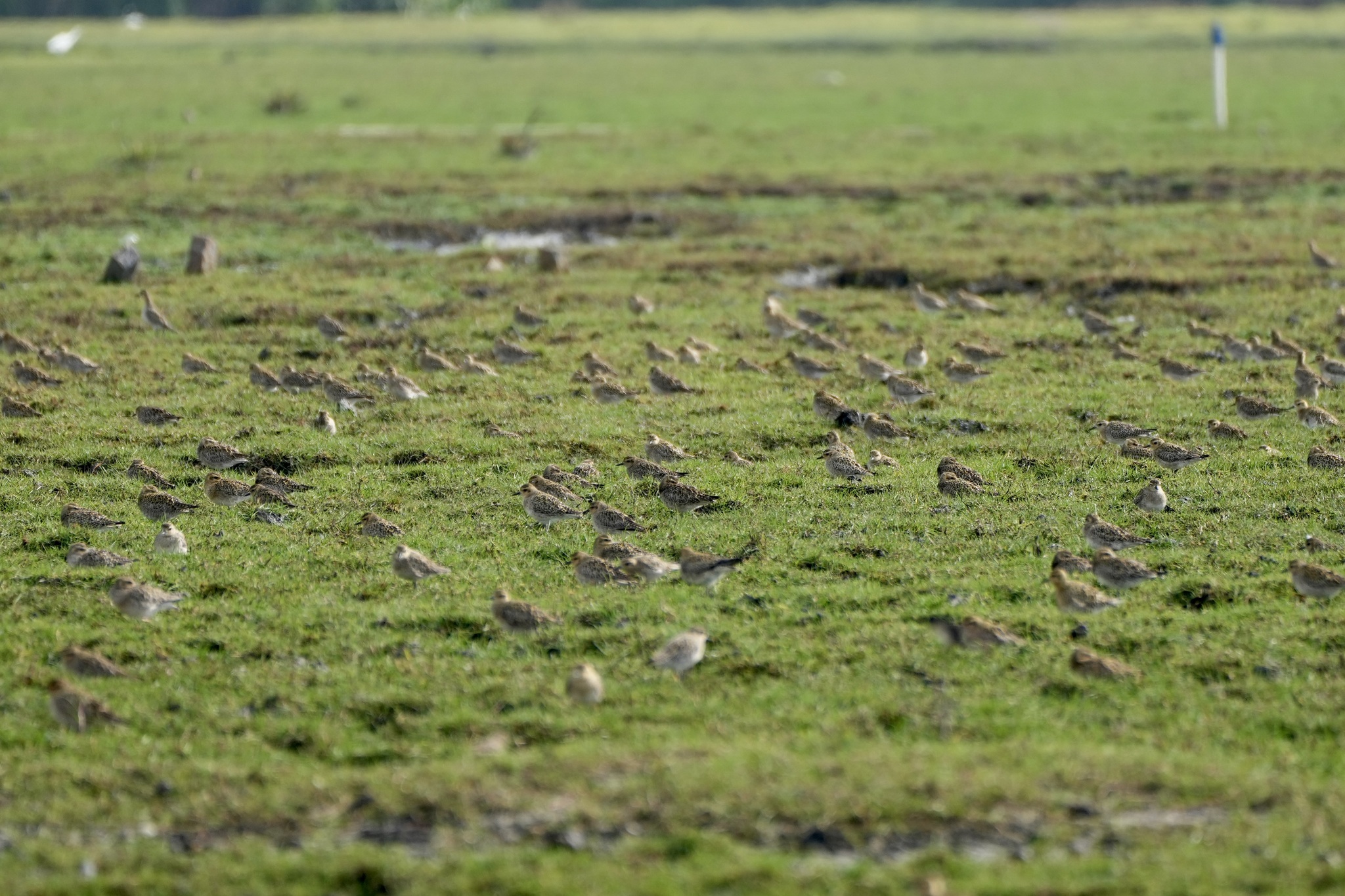 Pacific Golden Plover