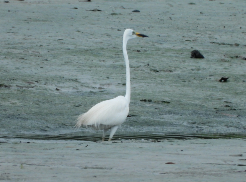 American Egret (Ardea alba)