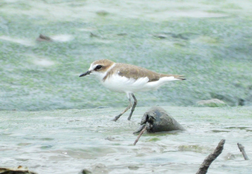 Anarhynchus Quoy & Gaimard, 1832