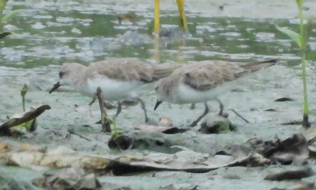 Red-necked Stint (Calidris ruficollis)