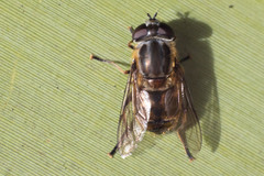 Helophilus ineptus