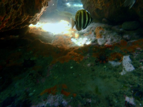 Butterfish (Tilodon sexfasciatus) — Kyphosidae