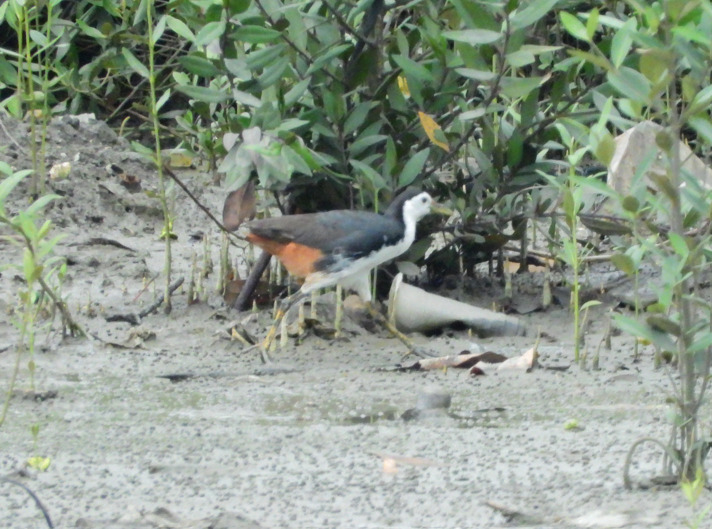 White-breasted Waterhen (Amaurornis phoenicurus)