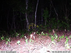 Sylvilagus cunicularius insolitus