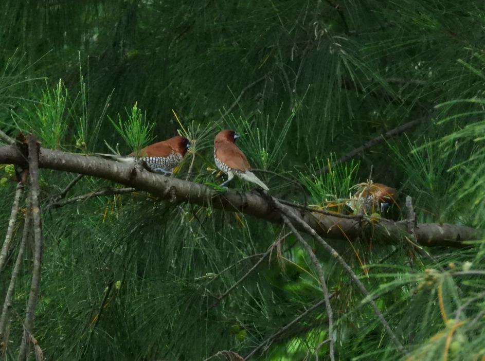 Nutmeg Mannikin (Lonchura punctulata)