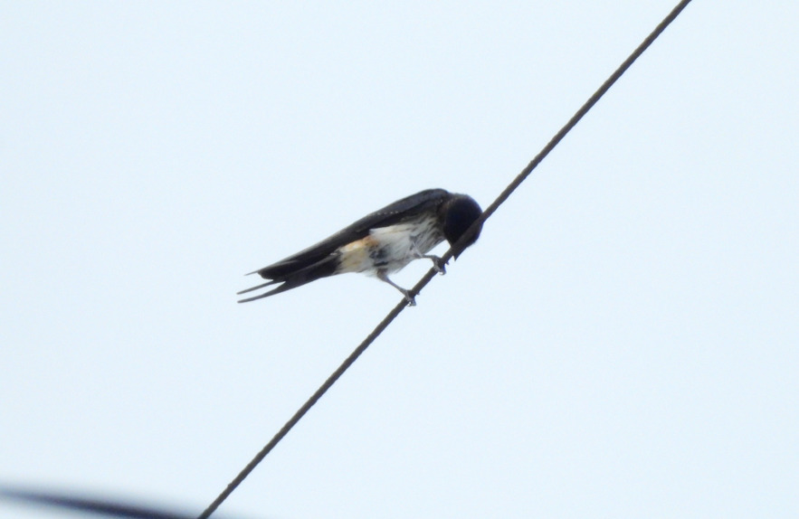 Eastern Red-rumped Swallow (Cecropis daurica)