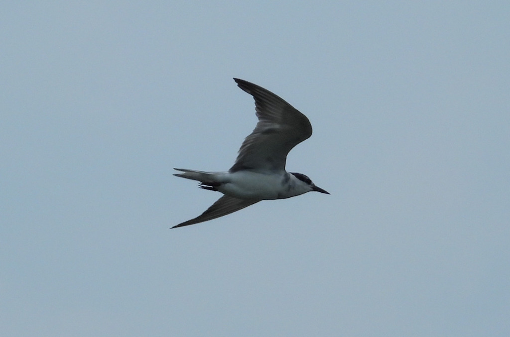 Whiskered Tern (Chlidonias hybrida)