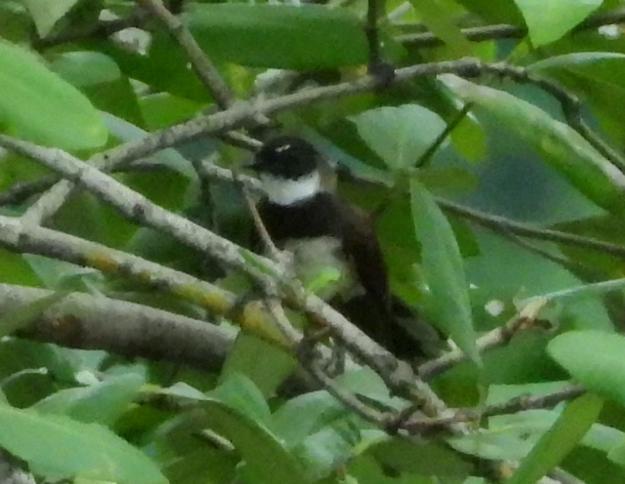 Malaysian Pied Fantail (Rhipidura javanica)
