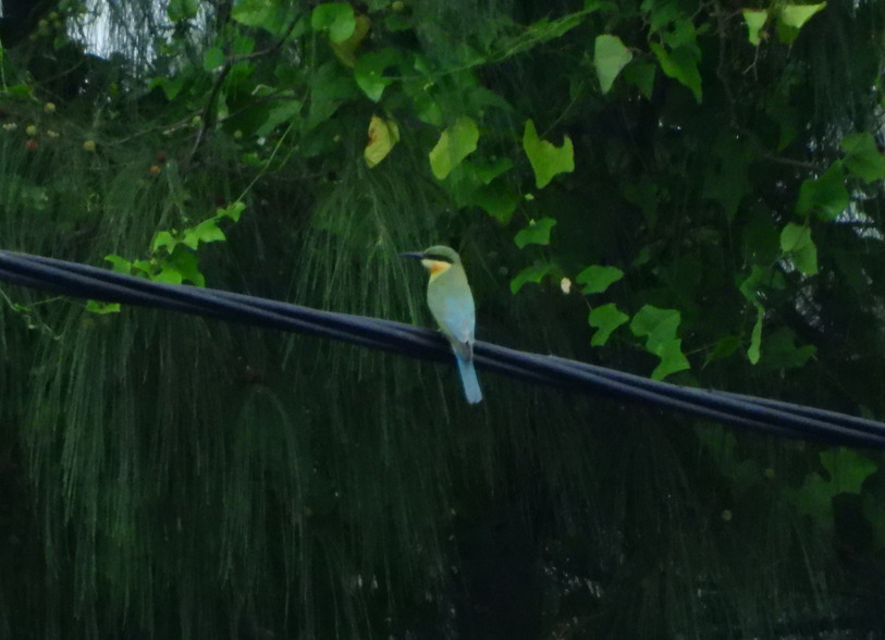 Blue-tailed Bee-eater (Merops philippinus)