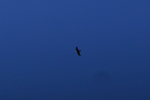 Wedge-tailed Eagle (Aquila audax), photo 5