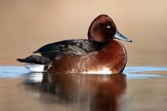 Ferruginous Duck photo 3