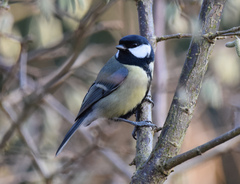 Parus major newtoni