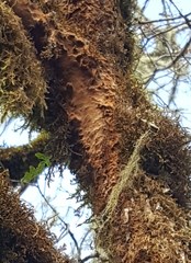 Fuscoporia ferruginosa