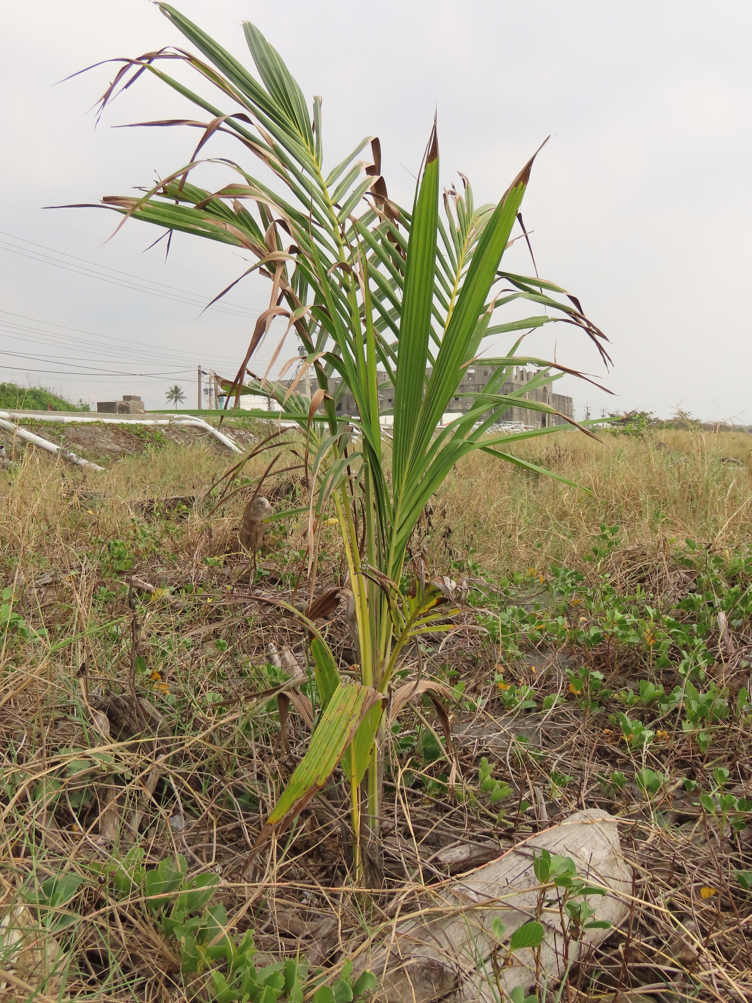 Foto de Cocos nucifera L.