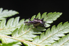 Scolopterus penicillatus