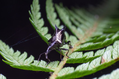 Scolopterus penicillatus