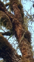Fuscoporia ferruginosa