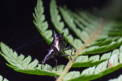 Scolopterus penicillatus