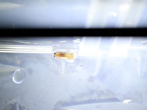 Eurydice subtruncata