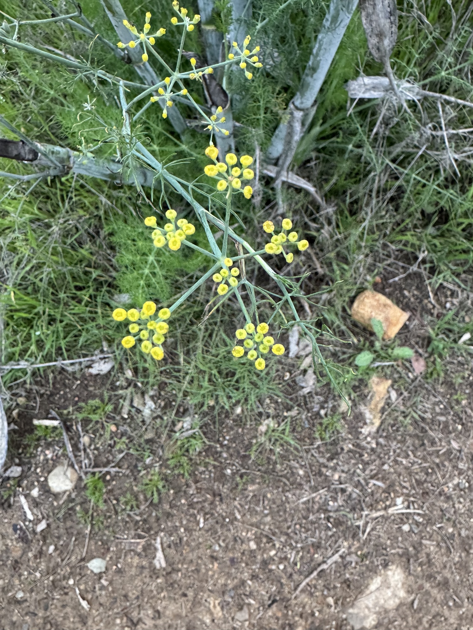 Fennel