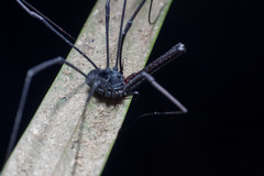 Pantopsalis albipalpis