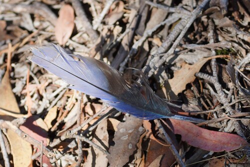 Crimson Rosella (Platycercus elegans), photo 5