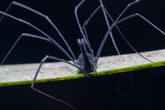 Pantopsalis albipalpis