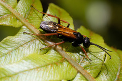 Priocnemis conformis