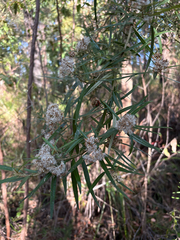 Ozothamnus argophyllus, photograph (c) Bryce Watts-Parker, some rights reserved (CC BY)