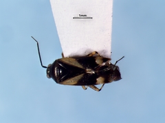 Plagiognathus obscurus