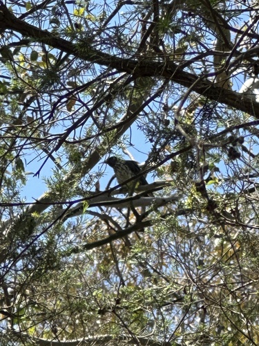 Olive-backed Oriole (Oriolus sagittatus), photo 2