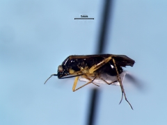 Plagiognathus obscurus