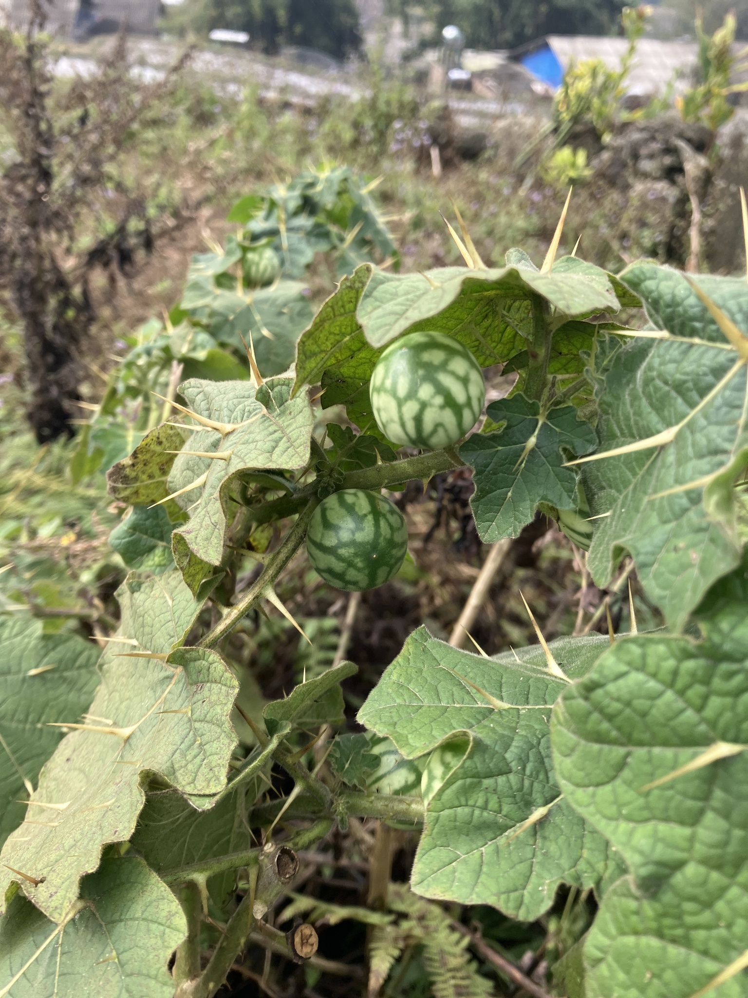 Solanum viarum — ảnh 3