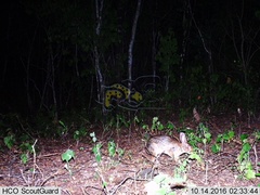 Sylvilagus cunicularius insolitus