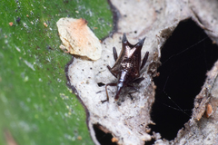 Scolopterus penicillatus