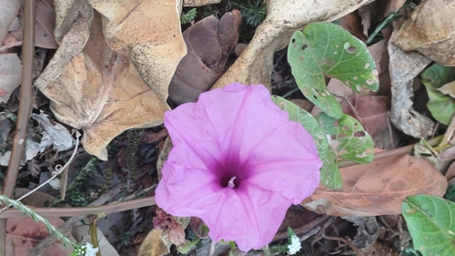 Ginger-leaf Morning-glory