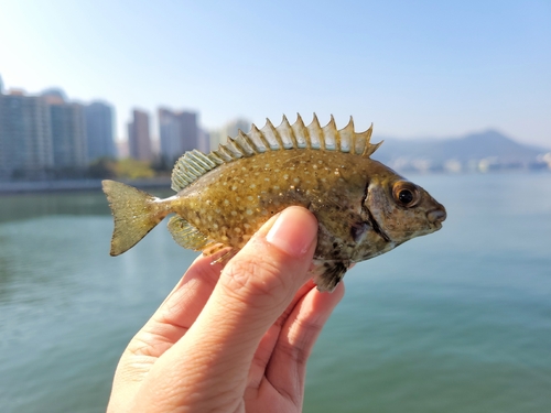 Black rabbitfish (Siganus fuscescens) — Siganidae — 2