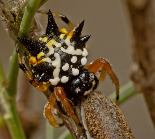 Christmas Jewel Spider photo 4