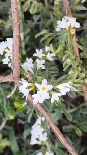 pineland heliotrope