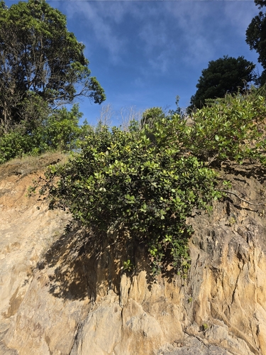Kermadecs pōhutukawa (Metrosideros kermadecensis)