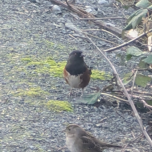 Spotted Towhee (Pipilo maculatus), photo 2