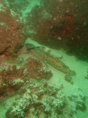Ambystoma taylori