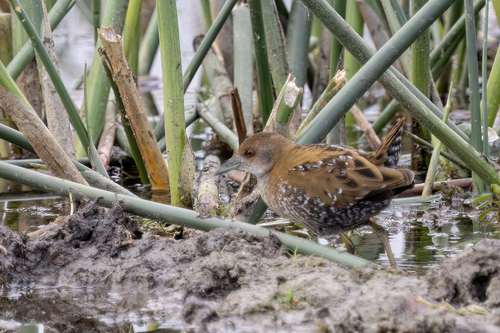 Western Baillon's Crake