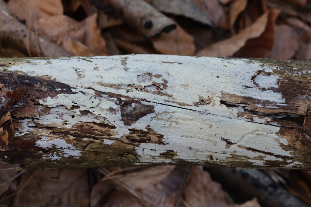 Hyphodontia alutaria · December 2025 · photo: © bjoerns (iNaturalist, cc-by)