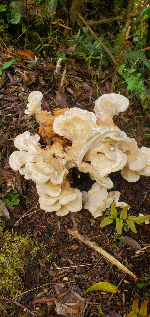 Bondarzewia propria · January 2026 · photo: © mitchvandyke (iNaturalist, cc-by)
