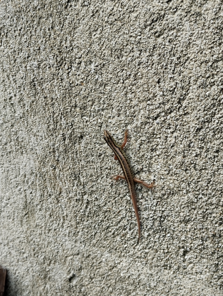 Java Forest Skink (Sphenomorphus sanctus)